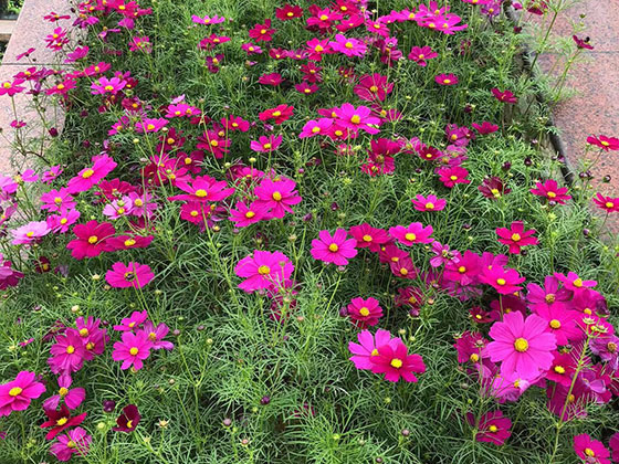 济宁干花假花批发-设计工业园绿化